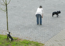 Spaziergang mit Hund und Katz