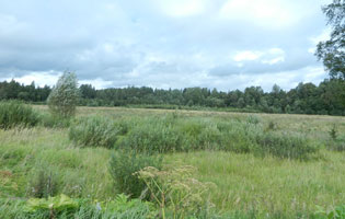 Einfach nur Landschaft