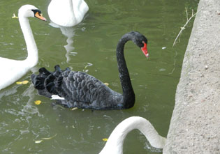Schwäne